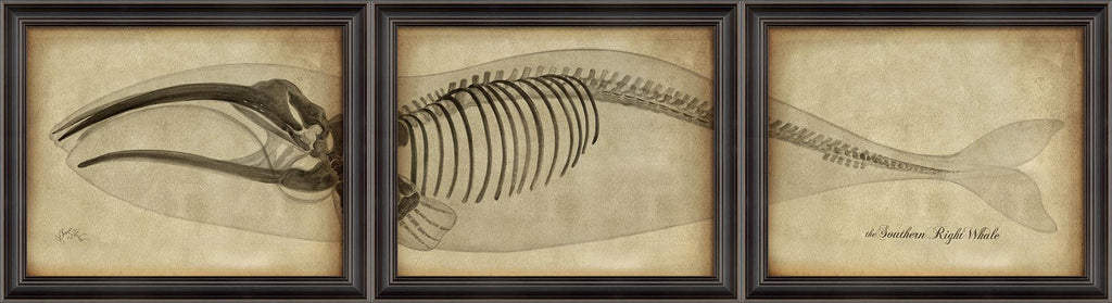 Spicher & Company LS Southern Right Whale Skeleton on White 80011