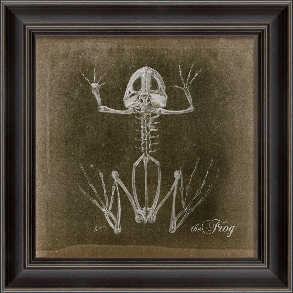 Spicher & Company LS Frog Skeleton on Black 80014