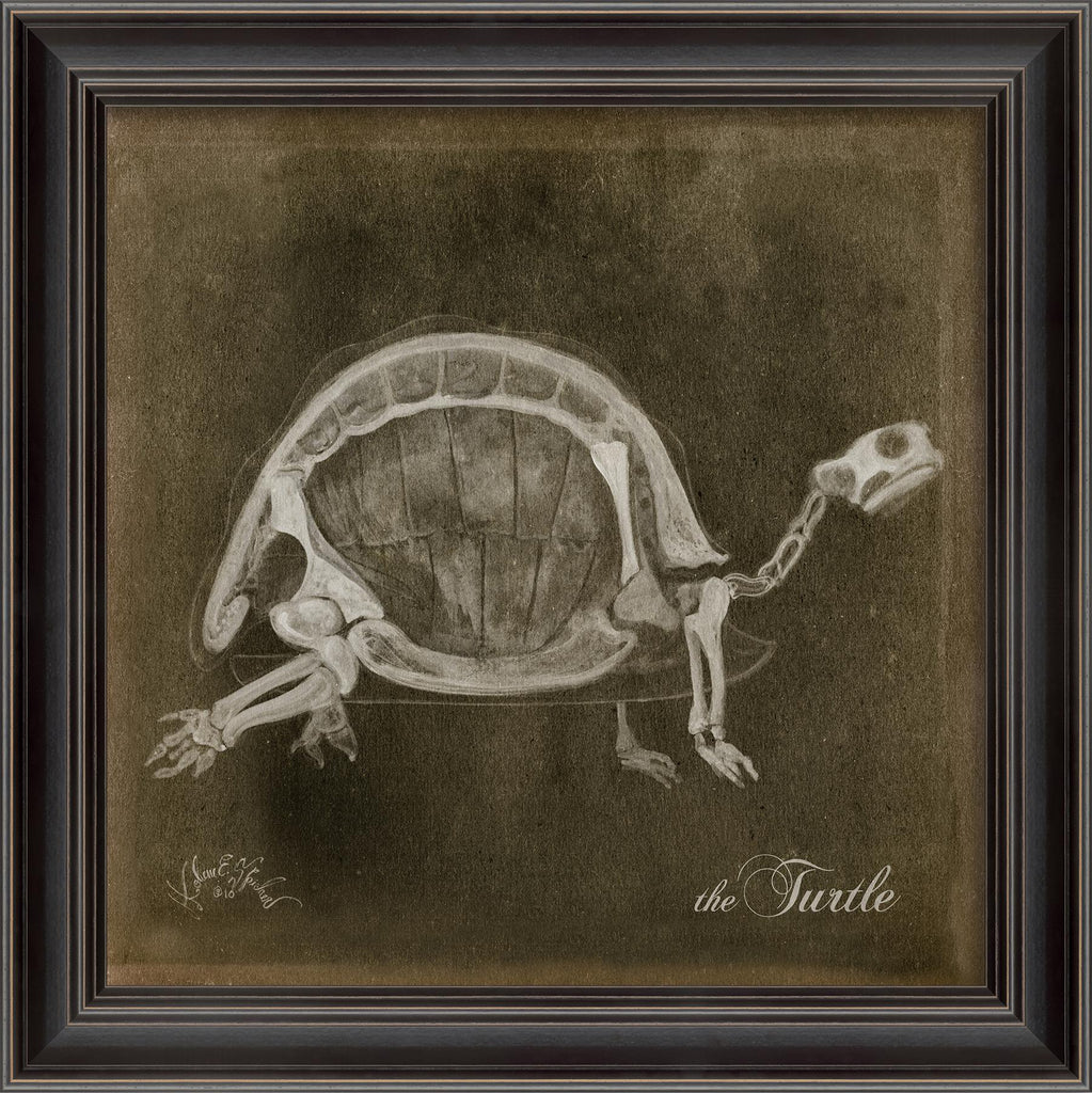Spicher & Company LS Turtle Skeleton on Black 80018