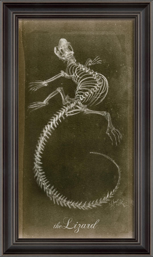 Spicher & Company LS Lizard Skeleton on Black 80022
