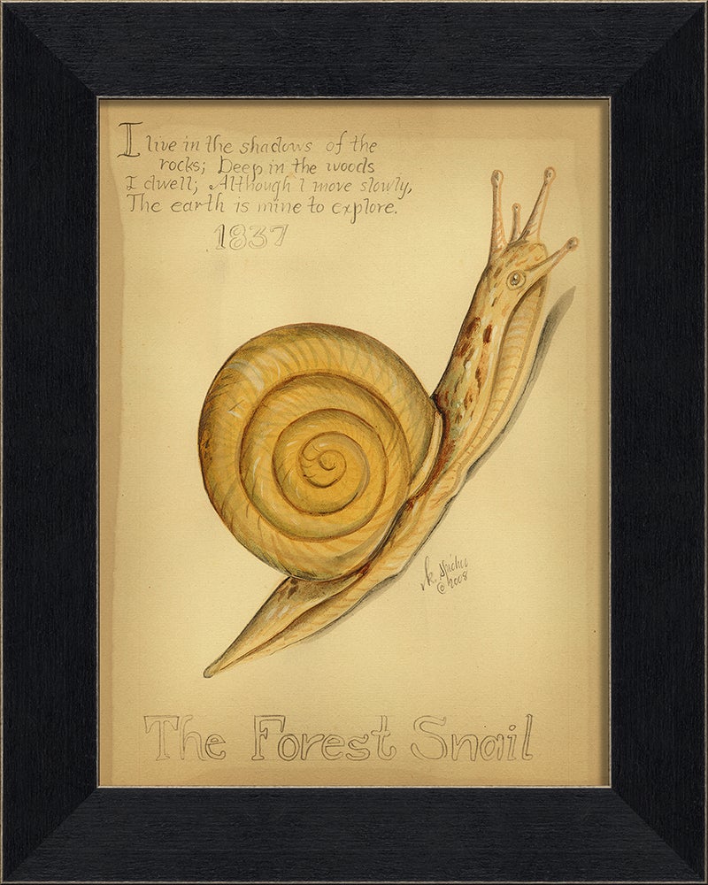 Spicher & Company MI Forest Snail 86356
