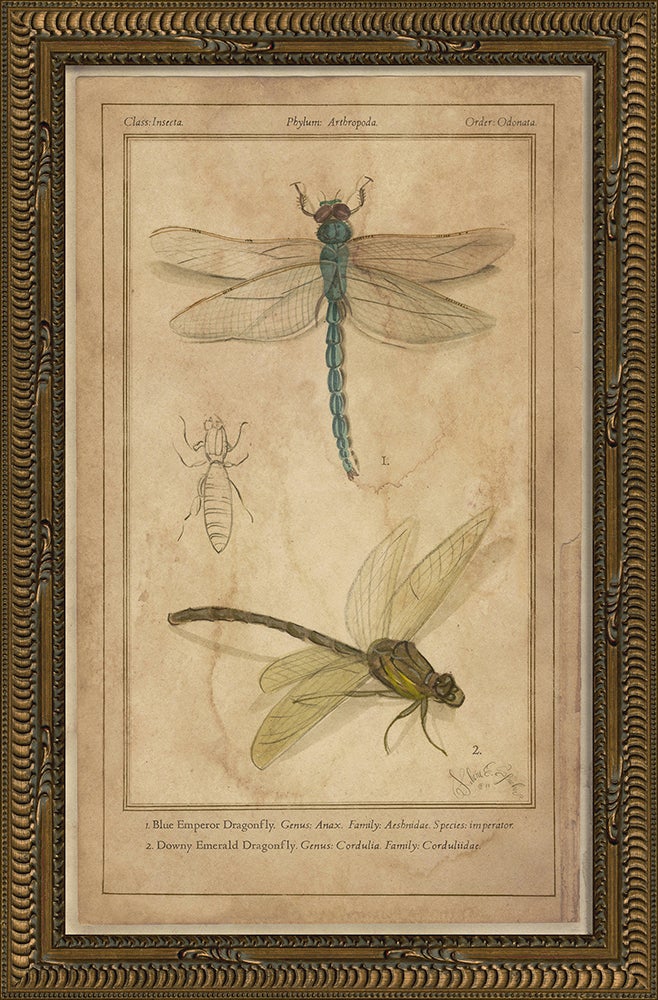 Spicher & Company KG Dragonflies 86471