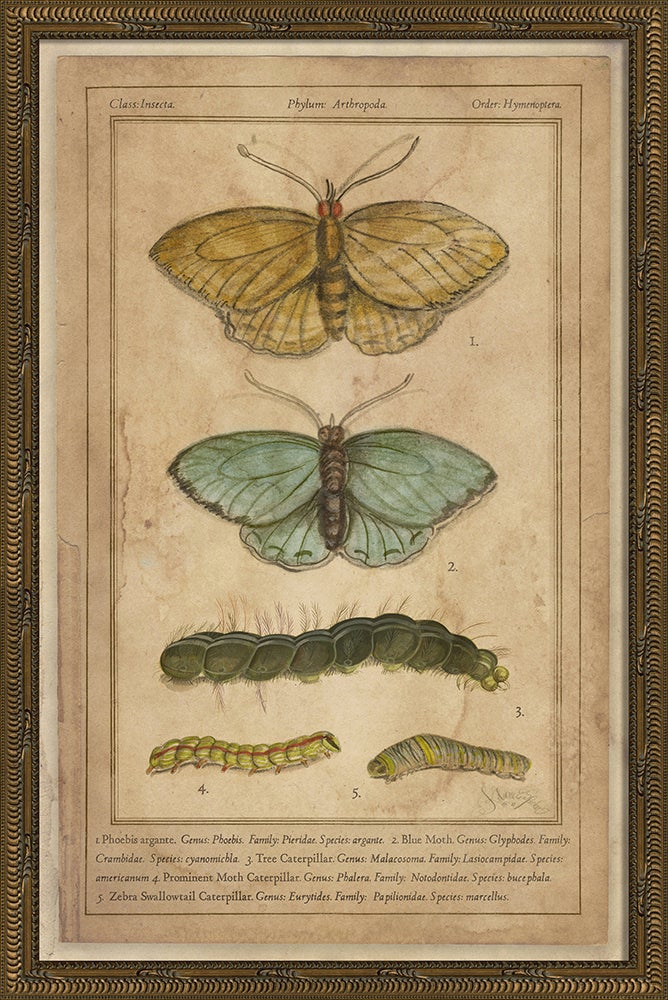 Spicher & Company KG Butterflies 86476