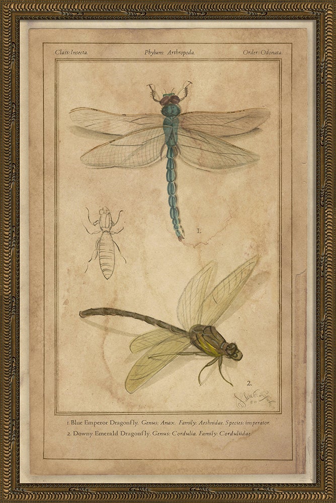 Spicher & Company KG Dragonflies 86477