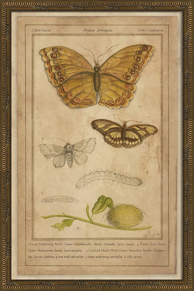 Spicher & Company KG Moths 86478