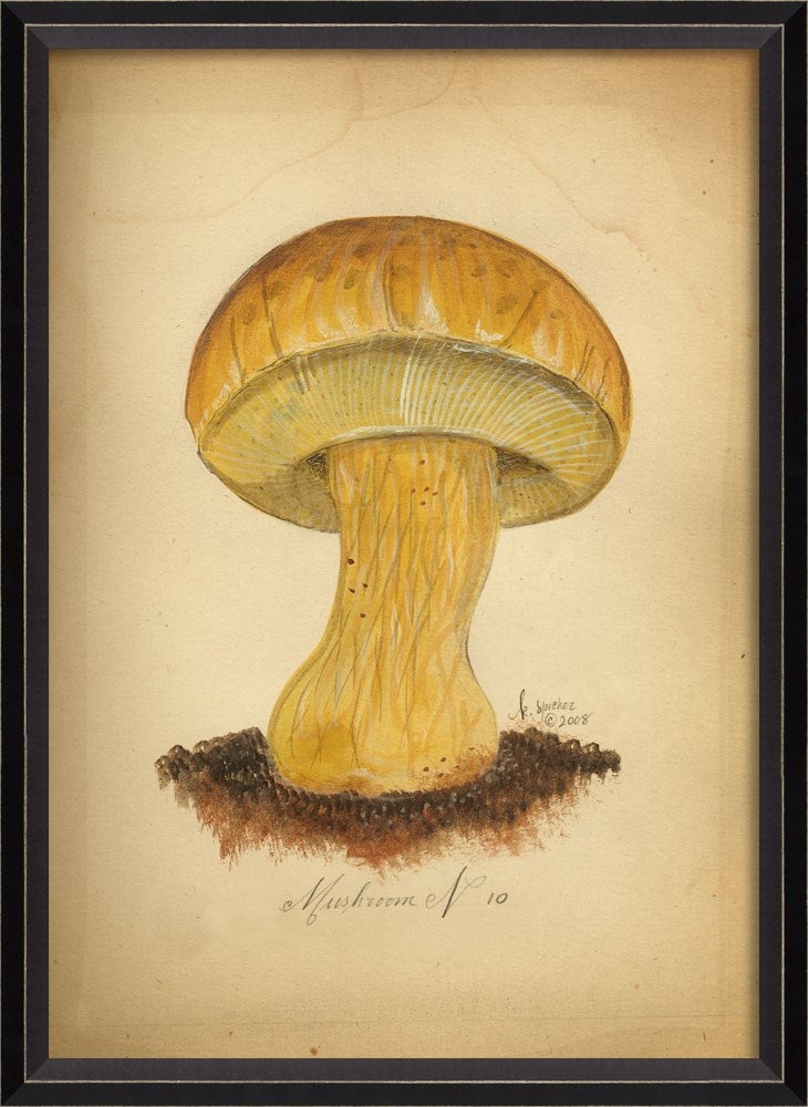 Spicher & Company BC Mushroom 10 lg 98119