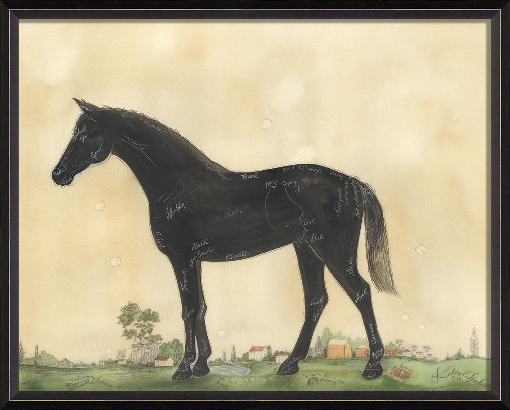 Spicher & Company BC Anatomy of a Horse 98354