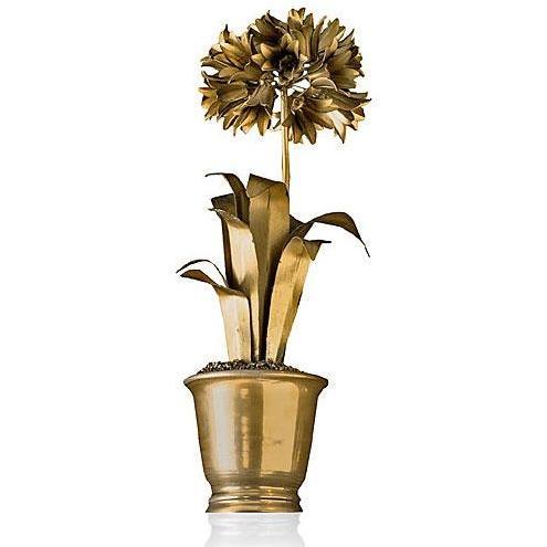 Tommy Mitchell Agapanthus Standard 000LAGG