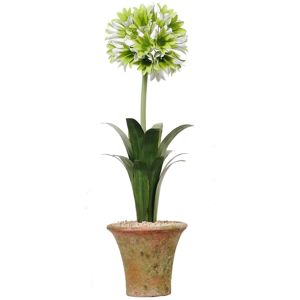 Tommy Mitchell Agapanthus Standard 000LAGP