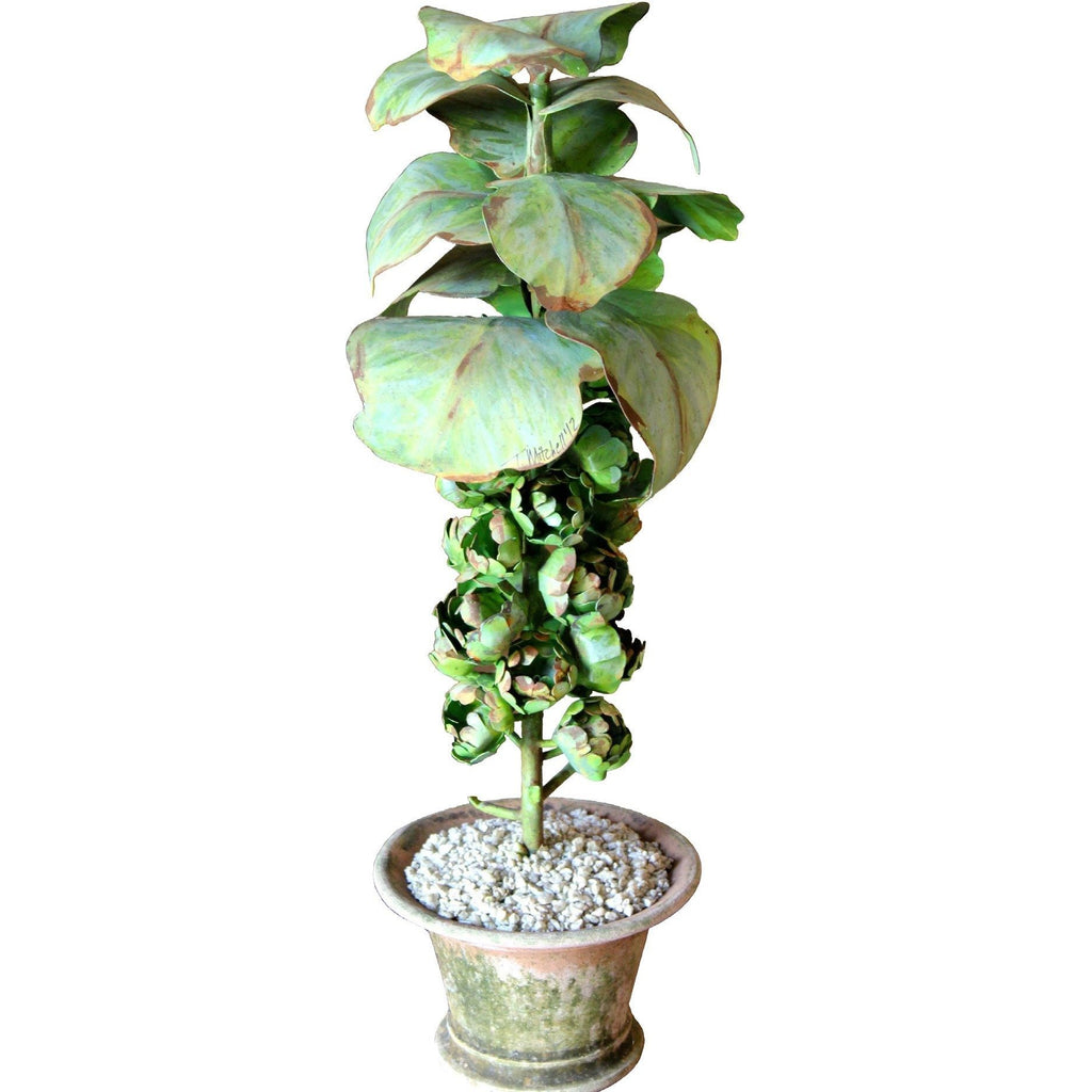 Tommy Mitchell Brussels Sprout 000BSPS