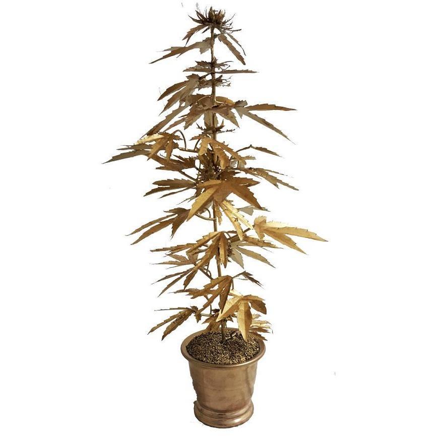 Tommy Mitchell Cannabis 000CANIG