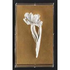 Tommy Mitchell Parrot Tulip Studies 10 0010PRTP