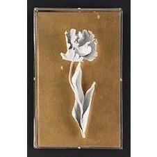 Tommy Mitchell Parrot Tulip Studies 4 004PRTP