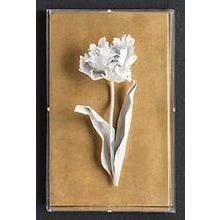 Tommy Mitchell Parrot Tulip Studies 9 009PRTP