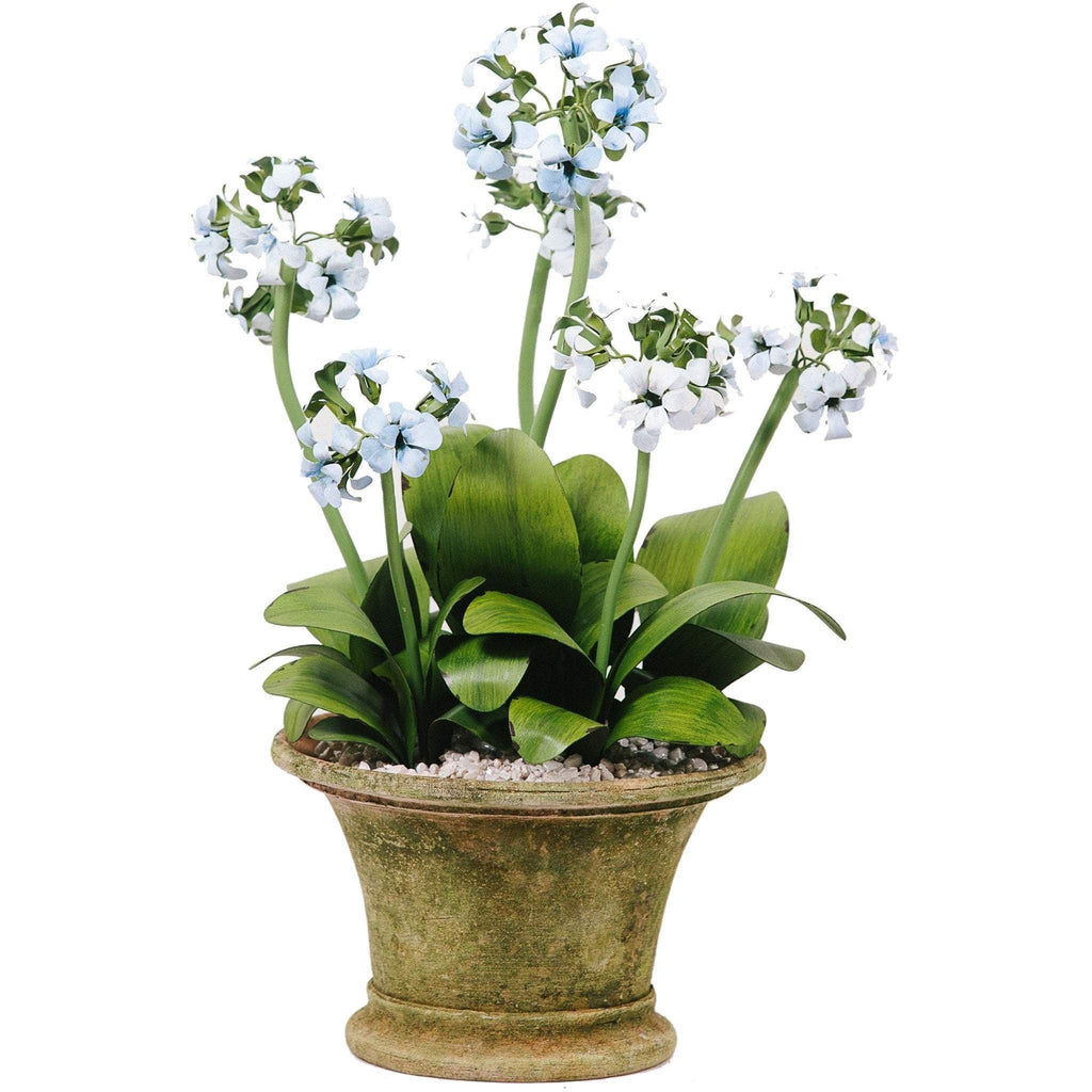 Tommy Mitchell Primula Multi-Stem 000MSPP