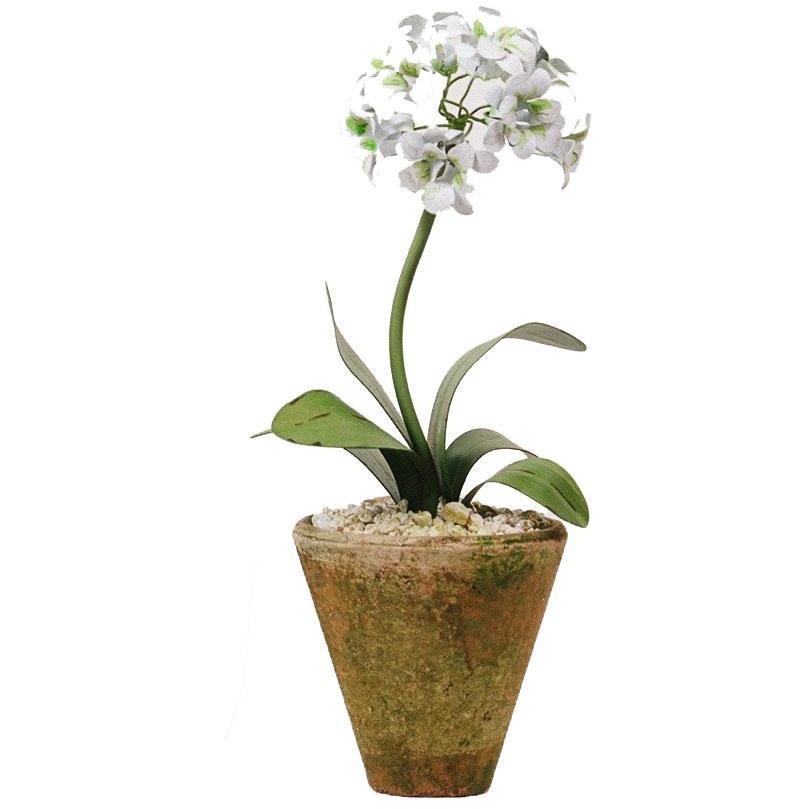 Tommy Mitchell Primula Studio 000SPP